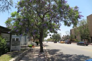 Claremont village street that Cox and Patel is located on